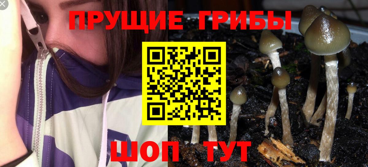 Галлюциногенные грибы Psilocybine cubensis Борисоглебск
